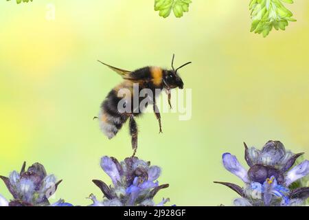 Bumblebee de jardin (Bombus hortorum), en vol, photo de la nature à grande vitesse, sur le bugle bleu rampant (Ajuga reptans), Siegerland, Rhénanie-du-Nord-Westphalie Banque D'Images