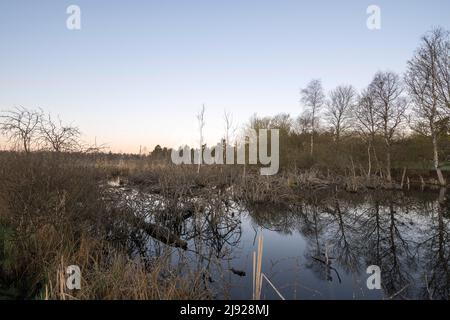 Vue sur la mousse de Schwenninger, Villingen-Schwenningen, Forêt Noire-Comté de Baar, Bade-Wurtemberg Banque D'Images