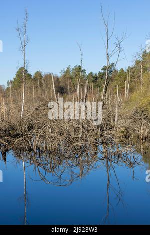 Arbres morts dans la mousse de Schwenninger, Villingen-Schwenningen, Forêt Noire-Baarkreis, Bade-Wuerttemberg Banque D'Images