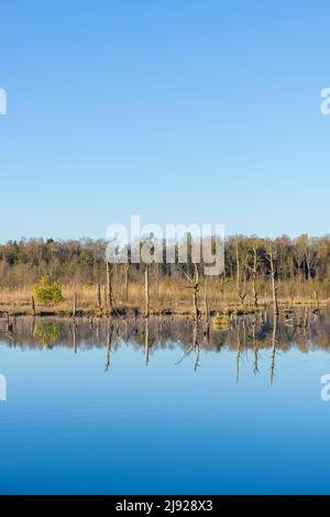 Arbres morts dans la mousse de Schwenninger, Villingen-Schwenningen, Forêt Noire-Baarkreis, Bade-Wuerttemberg Banque D'Images