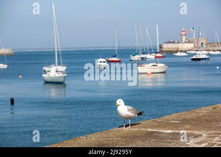 Oiseau sur la promenade à Dun Laoghaire, comté de Dublin, Irlande Banque D'Images