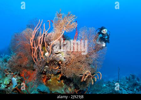 Plongeur regardant le bloc de corail avec la mer profonde ventilateur de mer noire (Iciligorgia schrammi), diverses éponges et coraux, mer des Caraïbes, Santiago de Cuba Banque D'Images