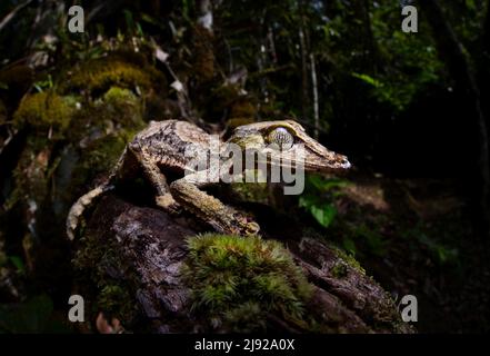 Un gecko à queue foliaire du genre (Uroplatus cf. Gigantaeus) dans les forêts tropicales du Parc national de Marojejy, Madagascar Banque D'Images