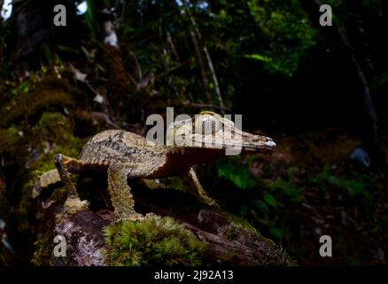 Un gecko à queue foliaire du genre (Uroplatus cf. Gigantaeus) dans les forêts tropicales du Parc national de Marojejy, Madagascar Banque D'Images