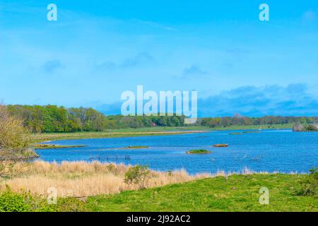 Réserve naturelle, NSG Geltinger Birk, Great Lagoon, Nieby, Fjord de Flensburg, Mer Baltique, îles nicheuses, nichoirs, îles, chaume, forêt, paysage Banque D'Images
