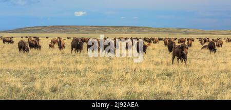 panorama d'un troupeau de buffles (bison) sur les terres de ranch des prairies près de choteau, montana Banque D'Images