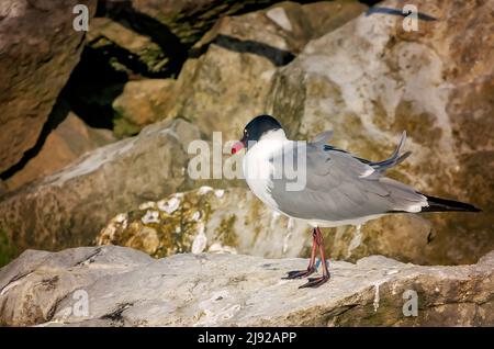 Un puéland riant (Leucophaeus atricilla) dans le plumage reproducteur se trouve sur une jetée de roche, le 28 avril 2022, à Dauphin Island, Alabama. Banque D'Images