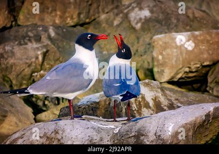 Les goélands qui rient (Leucophaeus atricilla) dans le plumage reproducteur interagissent sur une jetée de roche, le 28 avril 2022, à Dauphin Island, Alabama. Banque D'Images