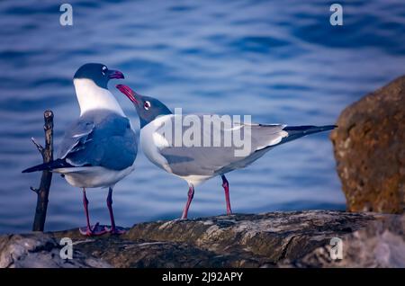 Les goélands qui rient (Leucophaeus atricilla) dans le plumage reproducteur interagissent sur une jetée de roche, le 28 avril 2022, à Dauphin Island, Alabama. Banque D'Images