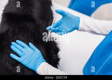 Vue rognée du vétérinaire en gants de latex faisant la vaccination de Border collie en clinique Banque D'Images