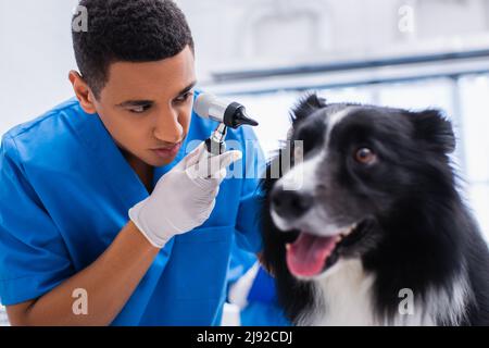 African american Doctor in latex gant tenant otoscope près de la frontière floue collie dans la clinique vétérinaire Banque D'Images