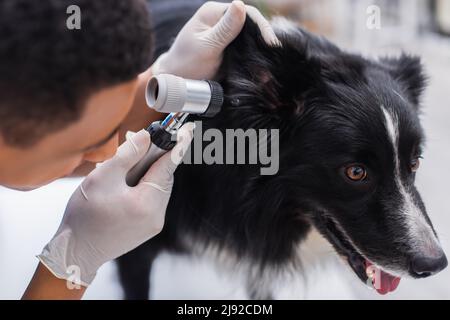 Flou african american vétérinaire examinant l'oreille de la frontière collie en clinique Banque D'Images