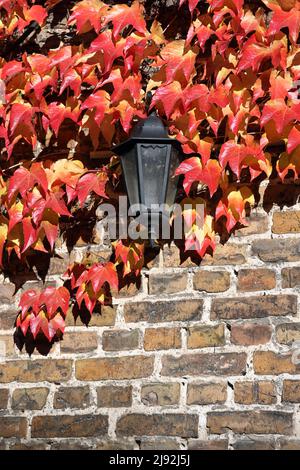 28.10.2021, Neuenhagen, Brandebourg, Allemagne - lampe murale enchâinée par des feuilles de vigne autogrimpante. 00S211028D627CAROEX.JPG [VERSION DU MODÈLE : Banque D'Images