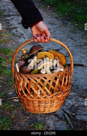 09.10.2021, Dranse, Brandebourg, Allemagne - les champignons Porcini sont transportés dans un panier. 00S211009D031CAROEX.JPG [AUTORISATION DU MODÈLE : NON, AUTORISATION DU PROPRIÉTAIRE Banque D'Images