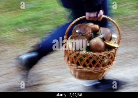 09.10.2021, Dranse, Brandebourg, Allemagne - les champignons Porcini sont transportés dans un panier. 00S211009D032CAROEX.JPG [AUTORISATION DU MODÈLE : NON, AUTORISATION DU PROPRIÉTAIRE Banque D'Images