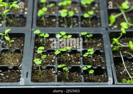 Gros plan gros plan à foyer sélectif grand angle de plantes-bébés dans des plateaux à semences remplissant le cadre. Arrière-plan horticole avec espace pour la copie. Banque D'Images