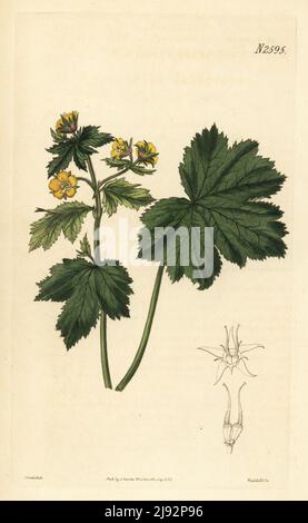 Fraise aride ou de type avens de la waldsteinia, Waldsteinia geoides. Originaire d'Europe, tiré au jardin botanique de Nathaniel Hodson, Bury St. Edmunds. Gravure sur plaque de copperplate de couleur main par Weddell, d'après une illustration botanique de John Curtis du magazine botanique William Curtis, Samuel Curtis, Londres, 1825. Banque D'Images