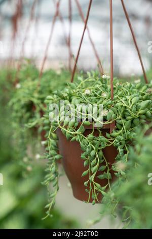 Pendaison Senecio Rowley-anus communément connu comme une chaîne de perles. Succulent. Serre, fleuriste Banque D'Images