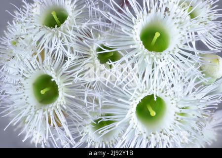 Fleurs de Gum rose (Eucalyptus fasciculosa). Arbre indigène australien. Banque D'Images