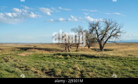 prairie dans le nord du Colorado avec un groupe d'arbres et de ruisseau - début du printemps dans la région naturelle de Soapstone Prairie, près de fort Collins, avec cumulus en mouvement c Banque D'Images