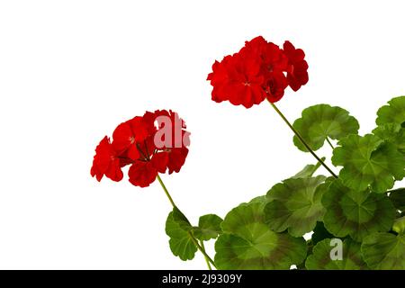 Branche géranium en fleur avec fleurs rouges à l'intérieur sur fond blanc Banque D'Images