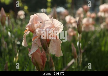 L'empereur allemand de l'iris (lat. Iris germanica Imperator) Banque D'Images