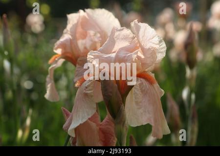 L'empereur allemand de l'iris (lat. Iris germanica Imperator) Banque D'Images