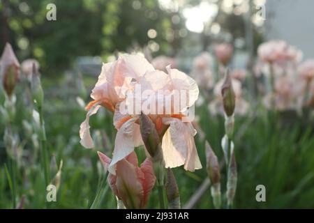 L'empereur allemand de l'iris (lat. Iris germanica Imperator) Banque D'Images