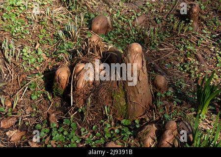 Résumé les racines aériennes de Taxodium distichum ont également appelé le cyprès des marais Banque D'Images