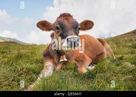 Veau sur la prairie alpine. Jeune vache dans les Alpes. Banque D'Images