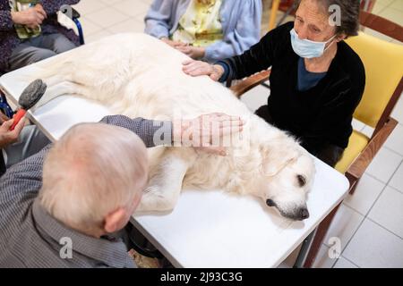 France, Bretagne, Tinteniac, le 2021-09-23. Séance de médiation animale à l'EHPAD de Tinteniac Maison de Retraite Sainte-Anne. Photo de Martin Ber Banque D'Images