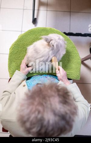 France, Bretagne, Tinteniac, le 2021-09-23. Séance de médiation animale à l'EHPAD de Tinteniac Maison de Retraite Sainte-Anne. Photo de Martin Ber Banque D'Images