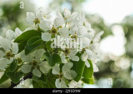 Branche de poire en fleur. Gros plan de fleur. Banque D'Images