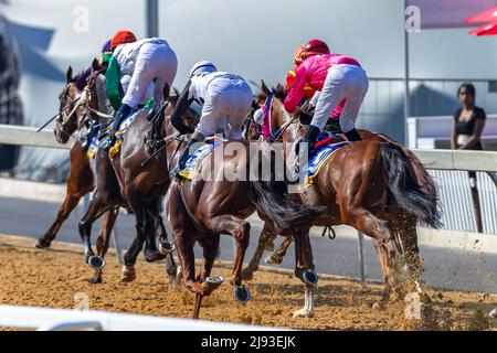 Course de chevaux gros plan arrière action de jockeys sur la piste de terre polly, sprinting pour le poteau gagnant. Banque D'Images