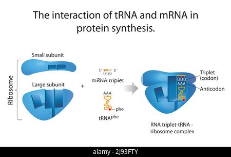 L'interaction de l'ARNt et de l'ARNm dans la synthèse des protéines Banque D'Images
