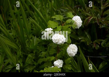 Viburnum opulus, floraison pendant l'été, East Yorkshire, UK, GB., Angleterre, ROYAUME-UNI, GB. Banque D'Images