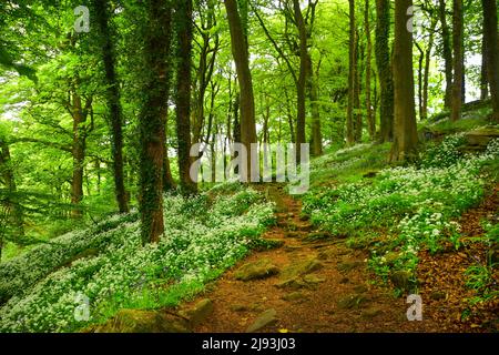 Ail sauvage dans les bois, Hebden Bridge, Pennines, West Yorkshire Banque D'Images