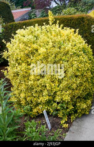 Euonymus « Emerald n Gold » pendant l'été, East Yorkshire, UK, GB., Angleterre, ROYAUME-UNI, GB. Banque D'Images