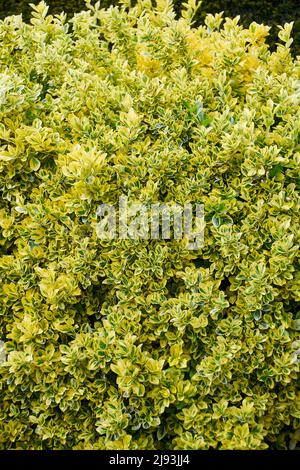 Euonymus « Emerald n Gold » pendant l'été, East Yorkshire, UK, GB., Angleterre, ROYAUME-UNI, GB. Banque D'Images