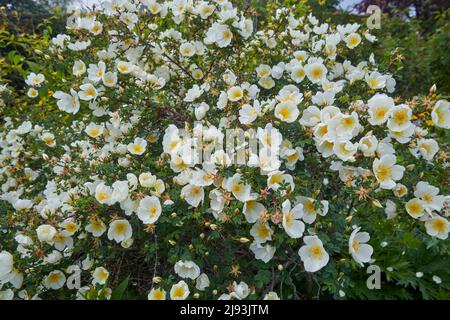 Burnet rose ( Rosa spinosissima) floraison pendant l'été, East Yorkshire, UK, GB., Angleterre, ROYAUME-UNI, GB. Banque D'Images