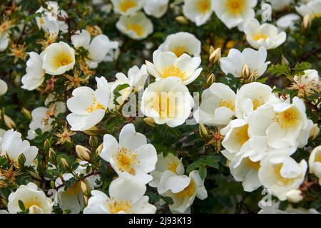 Burnet rose ( Rosa spinosissima) floraison pendant l'été, East Yorkshire, UK, GB., Angleterre, ROYAUME-UNI, GB. Banque D'Images