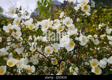 Burnet rose ( Rosa spinosissima) floraison pendant l'été, East Yorkshire, UK, GB., Angleterre, ROYAUME-UNI, GB. Banque D'Images