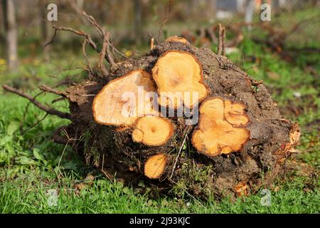 Gros plan sur une souche de prune sauvage, fraîchement coupée et déracinée, avec les anneaux visibles, allongé sur une herbe verte par une journée ensoleillée Banque D'Images