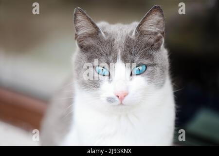 Gros plan d'un beau chat blanc et gris avec des yeux bleu turquoise, assis sur un seuil de fenêtres, regardant l'appareil photo Banque D'Images