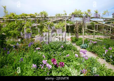 Wisteria sinensis floraison sur pergola de jardin Banque D'Images