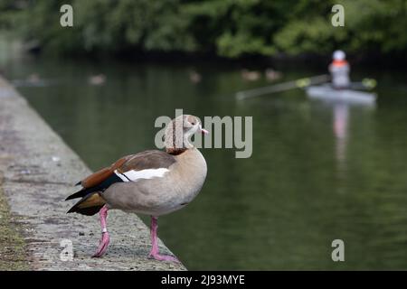 20 mai 2022, Hessen, Francfort-sur-le-main : une oie égyptienne se trouve sur la rive de la rivière main. En arrière-plan, un canoéiste attend que les oies nagent. Ces dernières années, l'oie du Nil s'est répandue dans toute l'Europe. Photo: Hannes P. Albert/dpa Banque D'Images