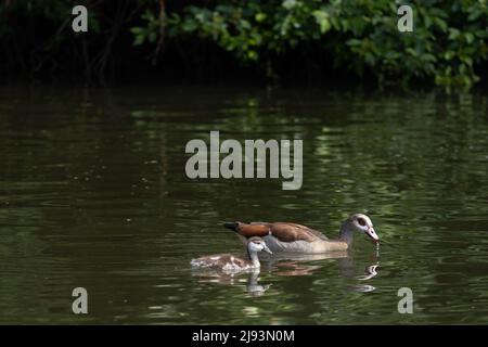 20 mai 2022, Hessen, Francfort-sur-le-main : une oie égyptienne et un poussin nageant sur la rivière main. Ces dernières années, l'oie du Nil s'est répandue en Europe. Photo: Hannes P. Albert/dpa Banque D'Images