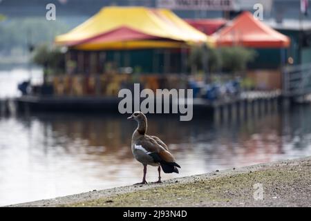 20 mai 2022, Hessen, Francfort-sur-le-main : une oie égyptienne se trouve sur la rive de la rivière main. En arrière-plan le Frankfurt Yacht Club. Ces dernières années, l'oie du Nil s'est répandue en Europe. Photo: Hannes P. Albert/dpa Banque D'Images