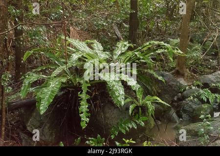 La fougère de nid d'oiseau, Asplenium australasicum, qui pousse entre les roches dans la forêt tropicale des basses terres, Queensland, Australie, par temps très humide. Banque D'Images