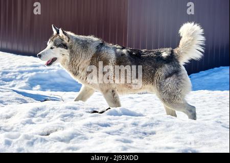 Un magnifique chien husky se tient dans la neige Banque D'Images